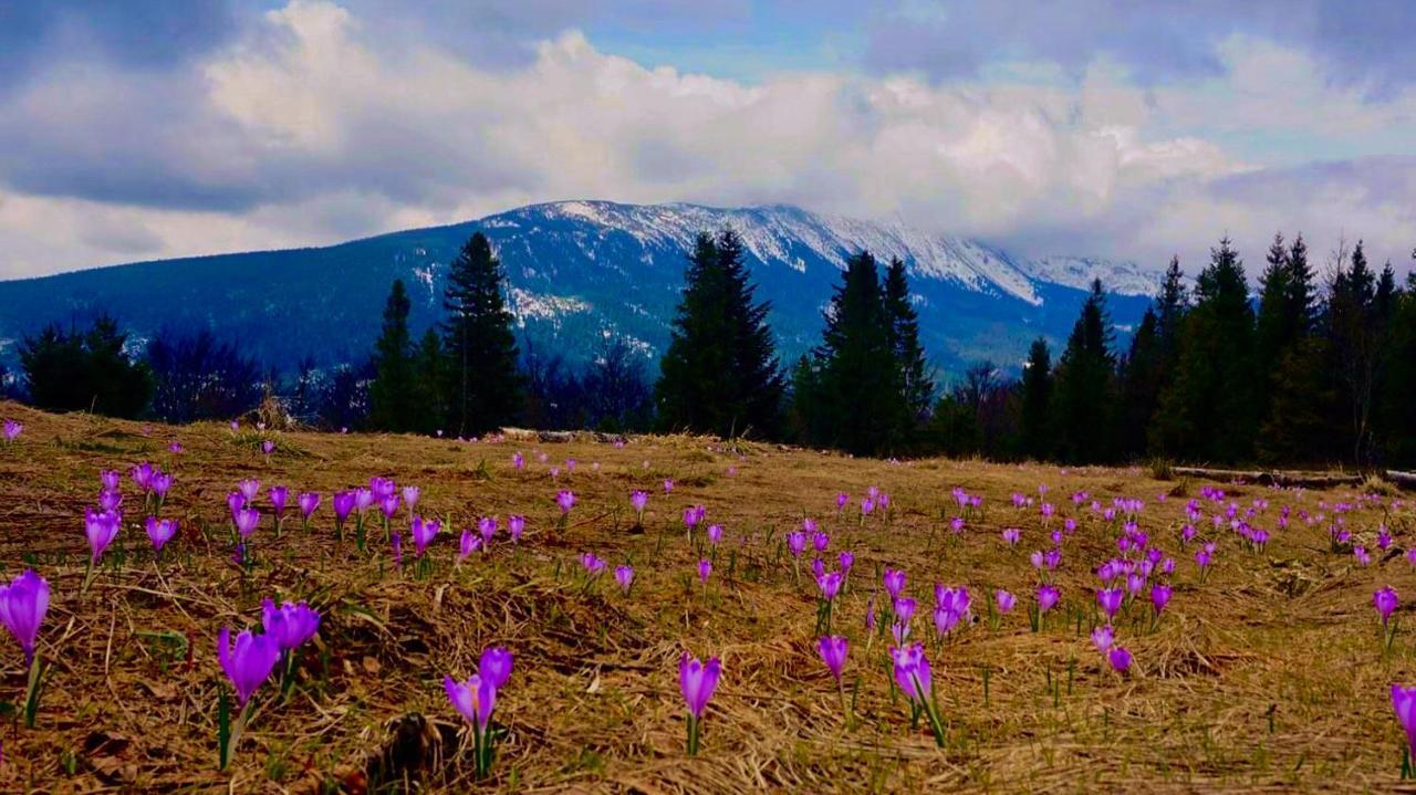 Chalet Osada Beskidzka Zawoja
